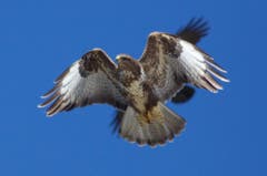 Der Mäusebussard auf der Flucht vor dem Raben. (Bild: Hans Aeschlimann)