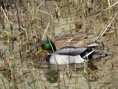 Ein Stockentenpaar in einem Weiher. (Bild: Josef Lustenberger, Wolhusen, 16. März 2019)