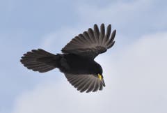 Die Alpendohlen sind Flugakrobaten. (Bild: Urs Fankhauser)