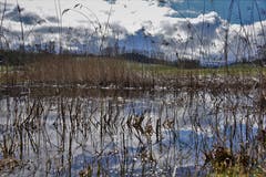 Überall steht Wasser auf den Wiesen. (Bild: Ledi Herzog, Willisau, 18. März 2019)