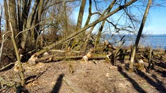 Biber-Paradies im Gaissauer Riet. (Bild: Katharina Sagarra)