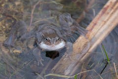Was guckst du so aufgeblasen? Lurch im Weiertal. (Bild: Franz Häusler)