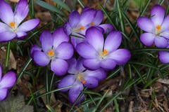 Endlich Frühling, auch in Muolen. (Bild: Yvonne Aldrovandi-Schläpfer)