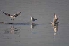 Fliegen, stehen, schwimmen... am Bodensee. (Bild: Toni Sieber)