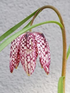 Glöckelt den Frühling ein. (Bild: Reto Schlegel)