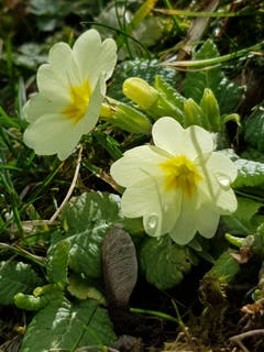 Sonne, Regen, Wind und Blumiges. (Bild: Reto Schlegel)