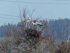 Graureiher haben das Nest bezogen. (Bild: Walter Nick, Werthenstein, 24. Februar 2019)
