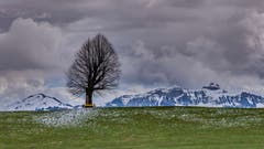 Der einsame Riese von Stein. (Bild: Luciano Pau)