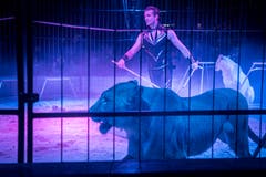 Dompteur Thomas Lacey und seine Löwen. (Bild: Andrea Stalder)