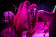 Premiere Zirkus Royal. (Bild: Andrea Stalder)