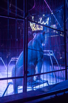 Eine Löwin sitzt und wartet auf die nächsten Befehle. (Bild: Andrea Stalder)