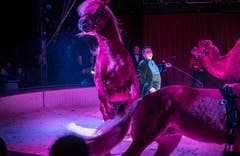 Premiere Zirkus Royal. (Bild: Andrea Stalder)