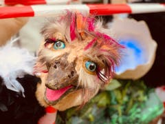 Ein Strauss unterwegs in Sursee. (Bild: Cornelia Bühler, 2. März 2019)