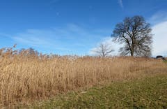 Landschaft am Ufer des Sempachersees. (Bild: Sepp Bernasconi, Sempach, 16. März 2019)