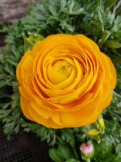 Sonnenschein in Form einer Blume. (Bild: Reto Schlegel)