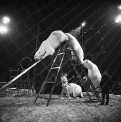 Selbst Eisbären sind im Zirkus Knie zu sehen, aufgenommen im März 1965 in Rapperswil. (Bild: Keystone /Str)