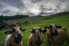 Waren die Schäfchen neugierig auf ein Foto oder auf ein Fütterchen? (Bild: Vinzenz Blum, Oberberg bei Schüpfheim, 16. März 2019)