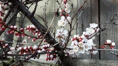 Aprikosenblüten öffnen sich an der Frühlingssonne bei Hefenhofen. (Bild: Wendolin Stieger)