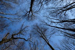 Vom Fotografen in äusserst bequemer Lage fotografiert - Untersicht von Bäumen im Romanshorner Wald. (Bild: Franz Häusler)