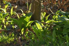 Unwiderstehlich! Bärlauch im Garten in Wittenbach. (Bild: Walter Schmidt)