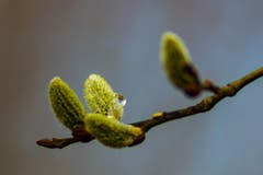 Weidekätzchen in der Morgensonne bei Rehetobel. (Bild: Matthias Rozinek)