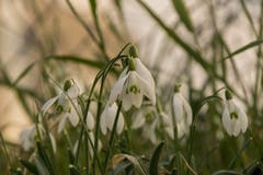 Schneeglöckchen in Arbon. (Bild: Regina Rosin)
