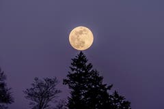 Der akrobatische Mond beim Buchschachen Herisau. (Bild: Luciano Pau)