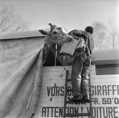 Auch die Giraffe kehren in ihr Winterquartier zurück. (Bild: Keystone /Str)