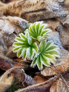 Bodenfrost ziert diese Blättchen in Sitterdorf. (Bild: Reto Schlegel)