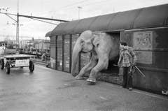 Nach dem Tourneeende des Zirkus Knie treffen am 29. November 1976 die Wagen mit Artisten, Tieren und dem grossen Zelt in Rapperswil ein, wo das Winterquartier bezogen wird. (Bild: Keystone /Str)