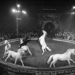 In Rapperswil findet im März 1958 die Galavorstellung mit reitenden Cowboys statt. (Bild: Keystone /Str)