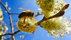 Der Frühling ist definitiv da. (Bild: Peter Bumbacher, Unterägeri, 22. März 2019)