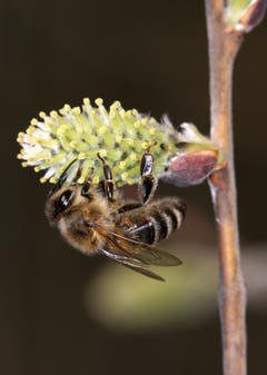 Besuch bei den Weidenkätzchen: Biene bei der Sonntagsarbeit. (Bild: Bruno Schuler, Buochs, 24. März 2019)