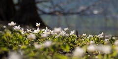 Anemone Nemorosa: Ein Meer von kleinen Buschwindröschen am Ufer des Sees. (Bild: Priska Zsiwiler-Heller, Soppensee, 22. März 2019)