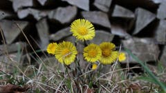 Willkommen im Frühling 2019! Im vergangenen Winter hat uns das Brennholz im Hintergrund die Wärme in unsere Stuben gebracht. Jetzt ist es das "Merzeblüemli" (Huflattich), welches uns die Wärme der Natur entgegen strahlt. (Bild: Armin Lang, Retschwil, 24. März 2019)