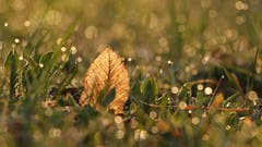 Die Morgensonne lässt die Gräser glitzern. (Bild: Irene Wanner, Schötz, 24. März 2019)