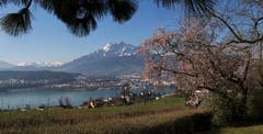 Frühling in Luzern. (Bild: Walter Buholzer, Schlössli Utenberg, 24. März 2019)