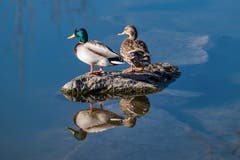 Die Gelassenheit der Enten auf dem Saumweiher bei Herisau. (Bild: Luciano Pau)