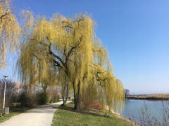 Eine Trauerweide am Bodensee. (Bild: Paul Siegrist)