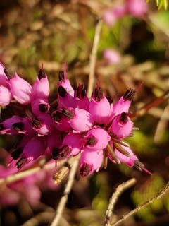 Rosarot leuchtend in der Morgensonne (Bild: Reto Schlegel)