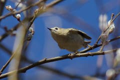 Wintergoldhähnchen in den Weidenkätzchen startet in den Frühling. (Bild: Hans Aeschlimann)
