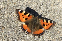 Der Kleine Fuchs ist bereit zum Abflug. (Bild:Andrea Pohle)