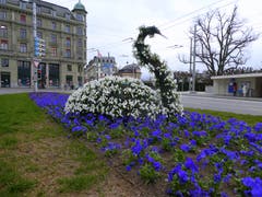 Hoffen wir, dass diesem Schwan kein Ei geklaut wird! (Bild: Walter Buholzer, Luzernerhof, 25. März 2019)