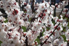 Aprikosenblüten am Bodensee. (Bild: Doris Schneider)