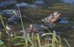 Frösche im Unterbachweiher. (Bild: Hans Aeschlimann)