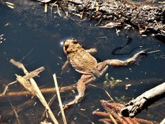 «Müde oder matt» darf dieser Forsch sein, wenn er bereits gelaicht hat. (Bild: Margrith Imhof Röthlin, Naturschutzegbiet Wagenmoos, Merlischachen, 24. März 2019)