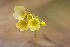 Schlüsselblume (Bild: Franziska Hörler)