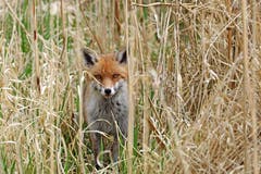 Der Fuchs streift am Klingnauer Stausee oft tagsüber durch das Schilf und Gestrüpp, doch meistens lässt er sich nicht so schön ablichten. (Bild: Marianne Schmid, Klingnauer Stausee, 25. März 2019)