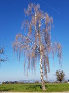 Trauerbirke im Morgenlicht in Heldswil. (Bild: Reto Schlegel)