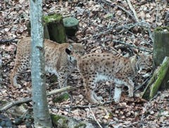 Frühlingsgefühle bei den Luchsen im Wildpark Peter und Paul. (Bild: Toni Bürgin)